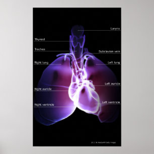 Strukturera av hjärtan och lungsna poster