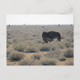 Strutch etosha vykort