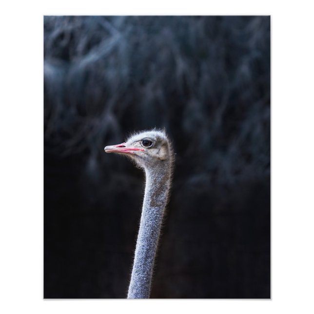 strutch porträtt fototryck (Framsidan)