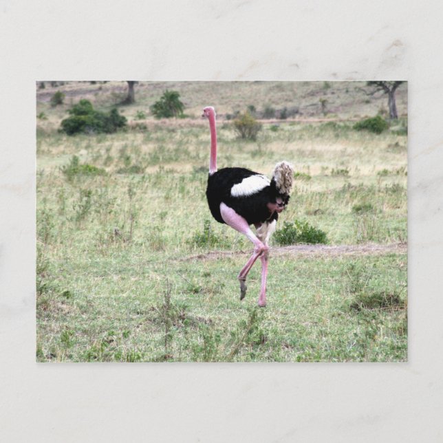 strutch springa vykort (Framsida)