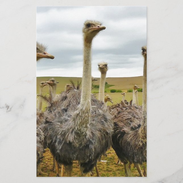 struts brevpapper (Framsida)