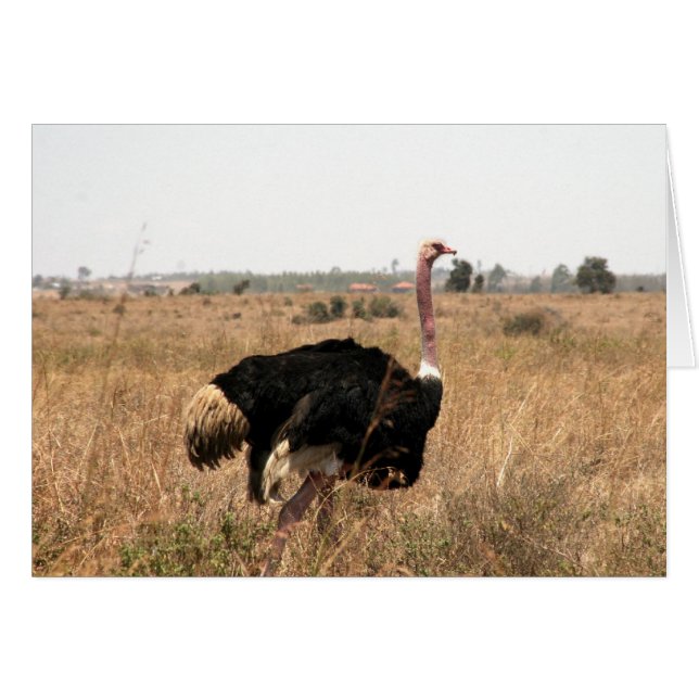 struts hälsningskort (Framsidan Horizontal)