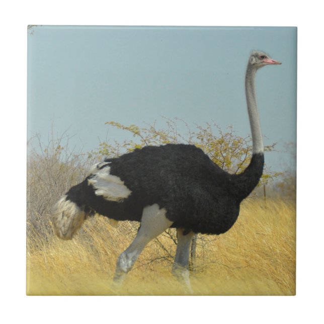 Struts ute på en löprunda kakelplatta (Framsidan)