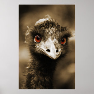 Strutsar poster