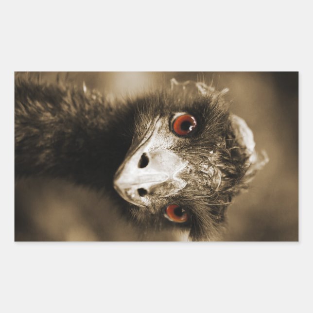 Strutsar Se klistermärken (Framsida)