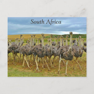 Strutsar Sydafrika Vykort