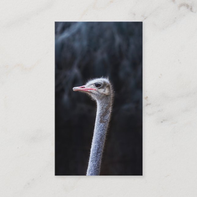Strutsfotografering (Framsida)