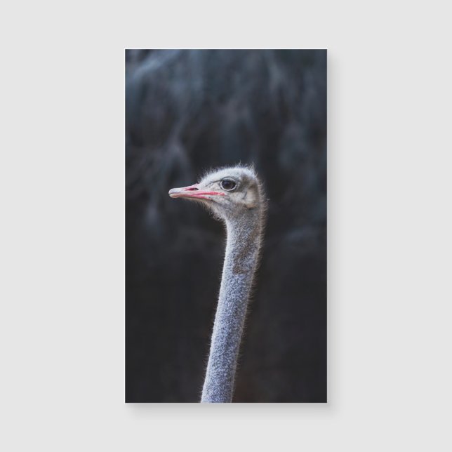 Strutsfotografering (Framsida)