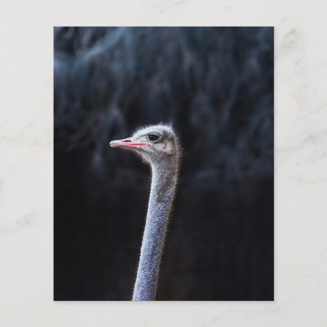 Strutsfotografering Flygblad (Framsidan)