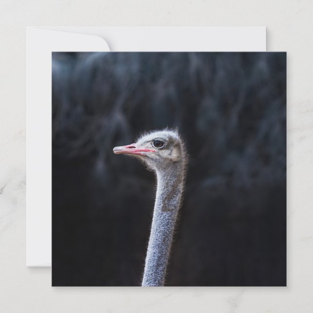Strutsfotografering Inbjudningar (Framsida)