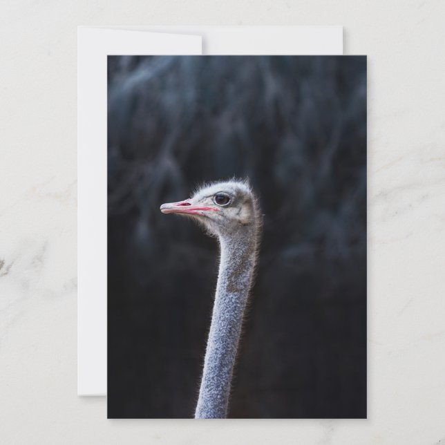 Strutsfotografering Inbjudningar (Framsida)
