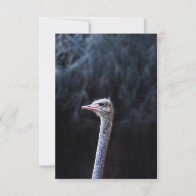Strutsfotografering Kort (Framsida)