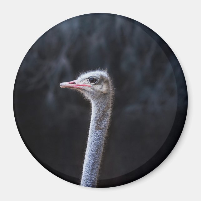 Strutsfotografering Magnet (Framsidan)