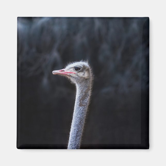 Strutsfotografering Magnet (Framsidan)