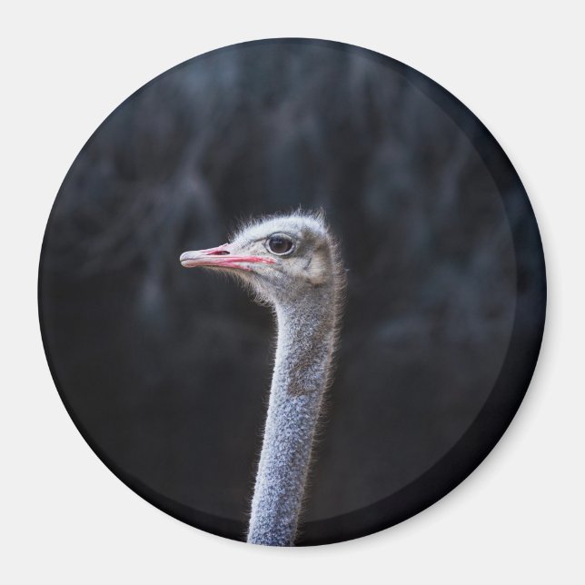 Strutsfotografering Magnet (Framsidan)