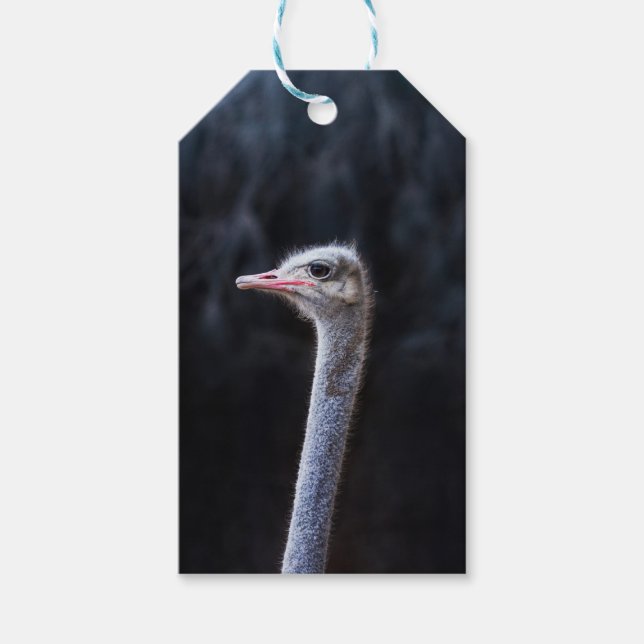 Strutsfotografering Presentetikett (Framsidan)