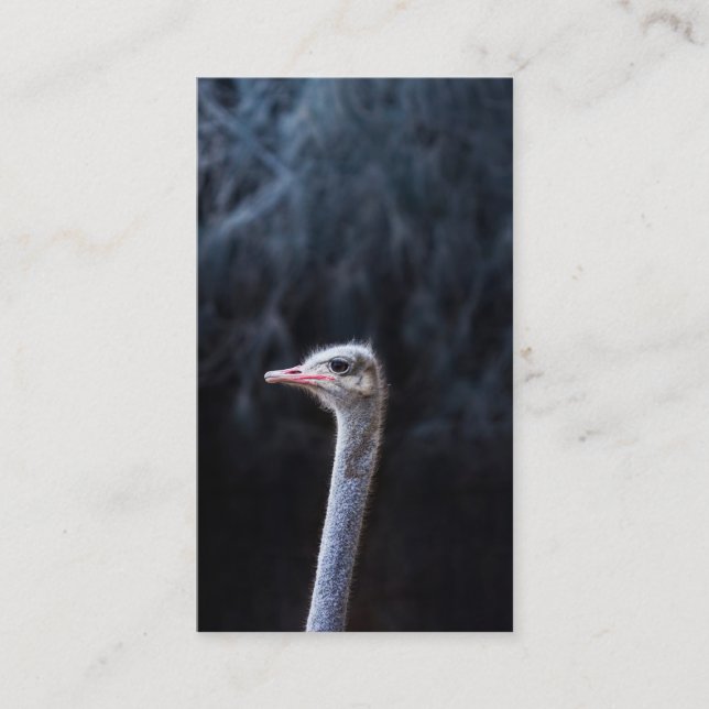 Strutsfotografering Rådkort (Framsida)