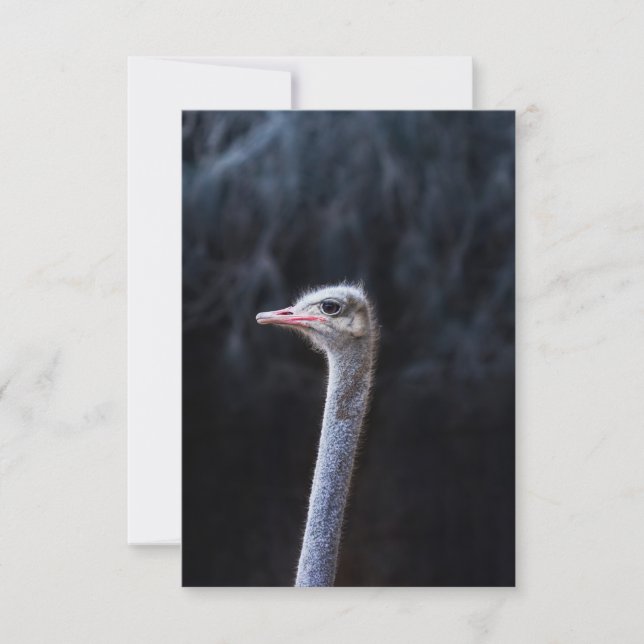 Strutsfotografering Spara Datumet (Framsida)