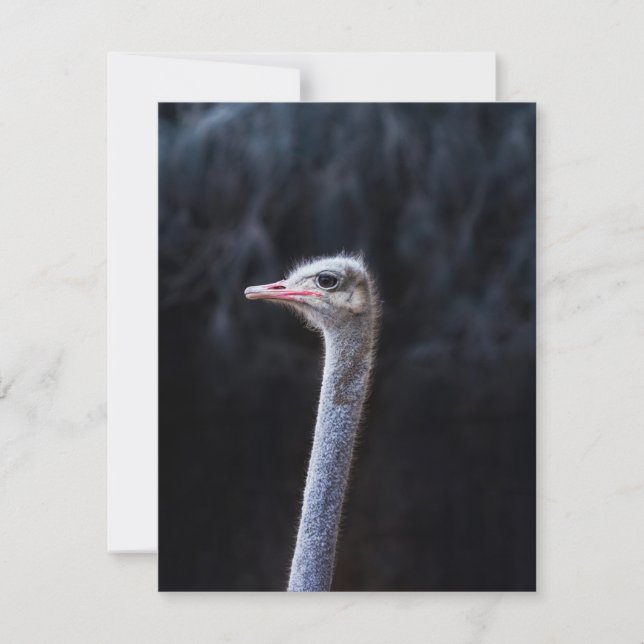 Strutsfotografering Tack Kort (Framsida)
