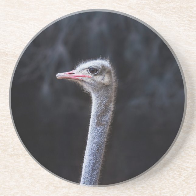 Strutsfotografering Underlägg (Framsidan)