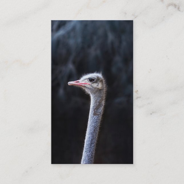 Strutsfotografering Visitkort (Framsida)