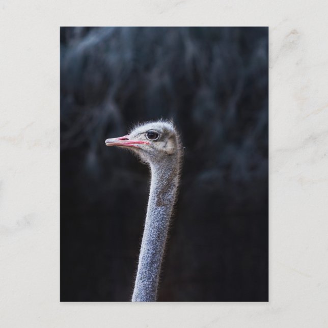 Strutsfotografering Vykort (Framsida)