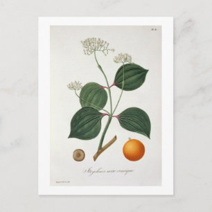 Strychnos nux vomica från Phytographie Medicale Vykort