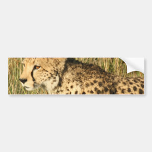 Stryka omkring Cheetahbildekal Bildekal