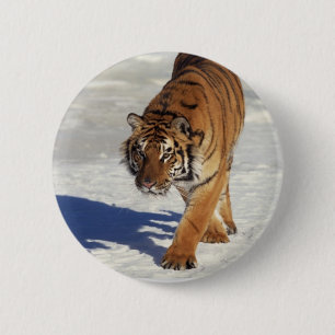 Stryka omkring tigern knapp