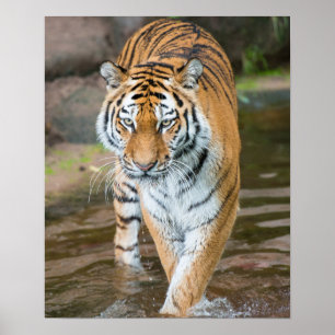 Stryka omkring tigerporträtt fotografera poster