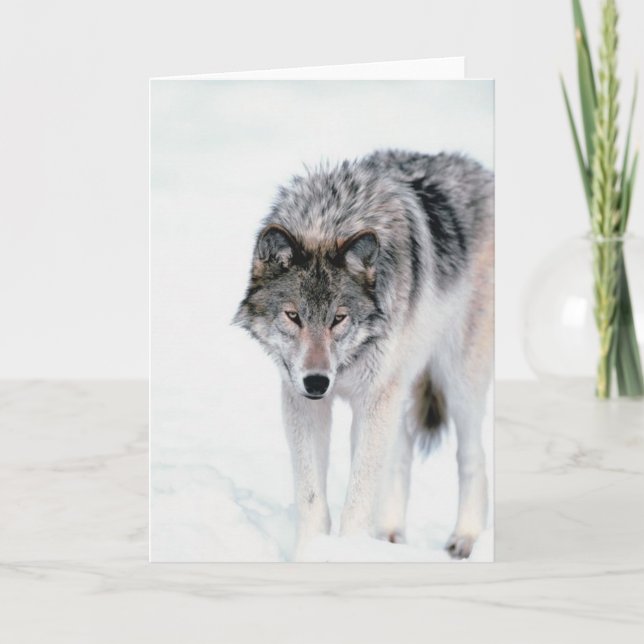 Stryka omkring vargen kort (Framsida)