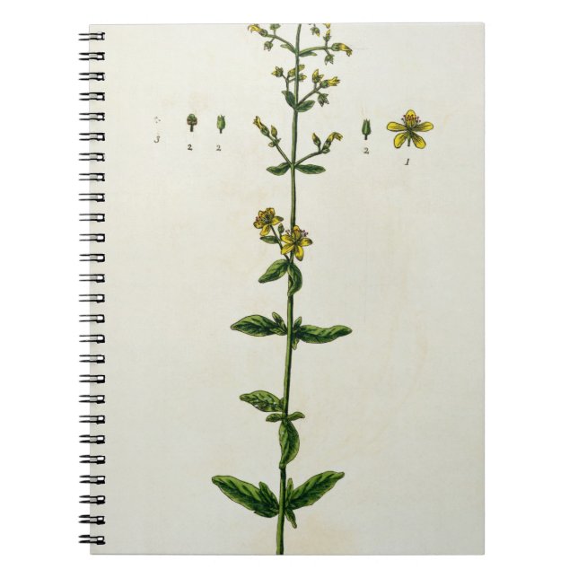 Sts John Wort, pläterar 15 från "ett nyfiket Anteckningsbok (Framsidan)