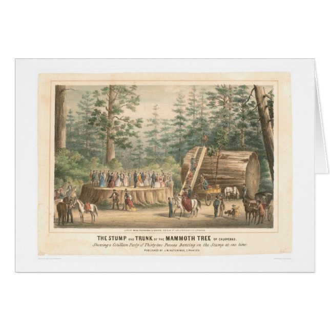 Stubbe av det kolossala träd av Calaveras (0977A) Hälsningskort (Framsidan Horizontal)