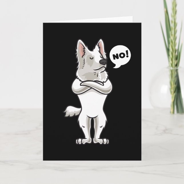 Stubborn Berger Blanc Suisse Kort (Framsida)