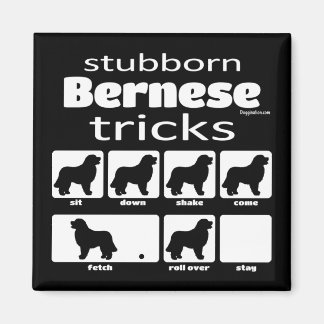 Stubborn Bernese Tricks Magnet