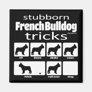 Stubborn Fransk Bulldog Tricks Magnet