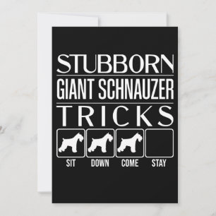 Stubborn Giant Schnauzer Tricks, Funny Giant Schna Meddelande