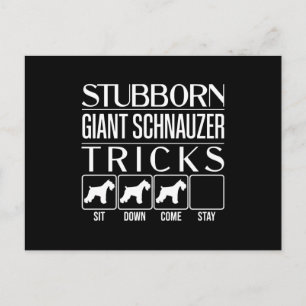 Stubborn Giant Schnauzer Tricks, Funny Giant Schna Vykort