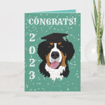 Studenten Bernese Mountain Hund