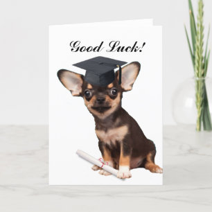 Studenten Chihuahua hund Kort