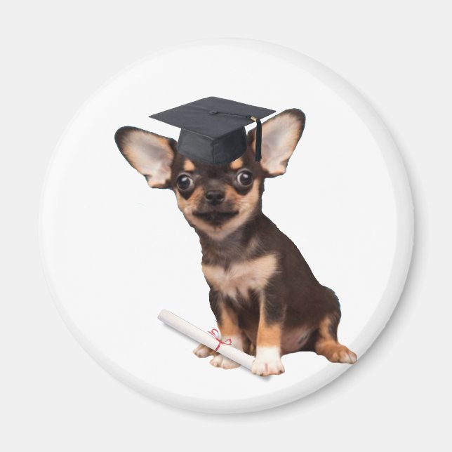 Studenten Chihuahua hund Magnet (Framsidan)