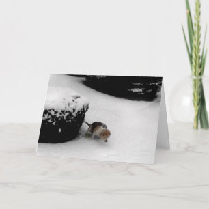 STUDENTEN GRATTIS-kort Kort