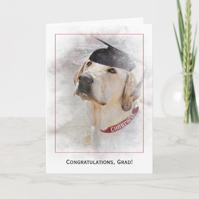 studenten grattiss Labrador Retriever Kort (Framsida)