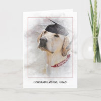 studenten grattiss Labrador Retriever