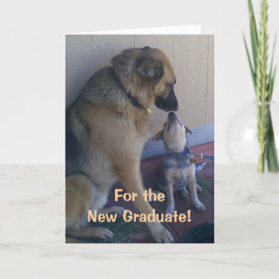 Studentengrattishundar Kort