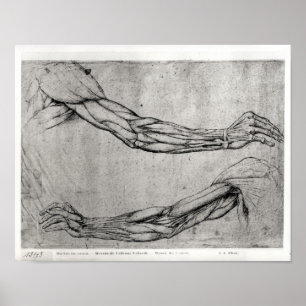 Studie av Arm Poster