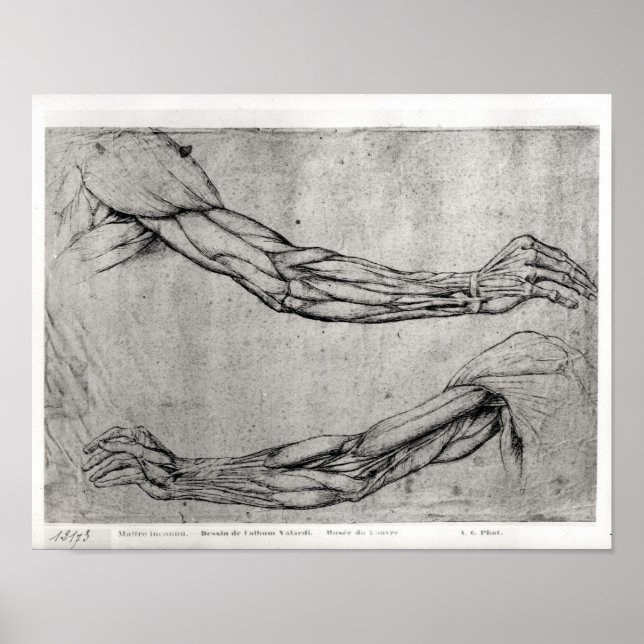 Studie av Arm Poster (Framsidan)