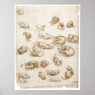 Studie av Cats, Leonardo da Vinci Poster