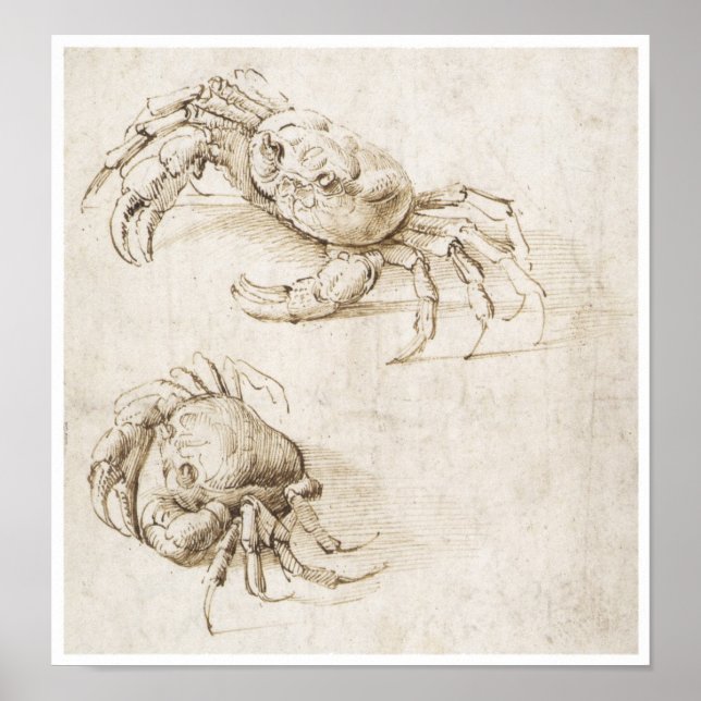 Studie av Crab, Leonardo da Vinci Poster (Framsidan)