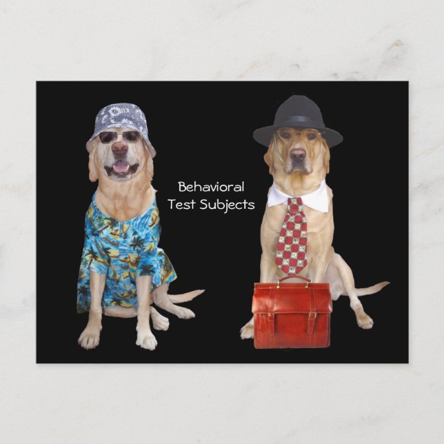 Studie av djurs/djurs beteende/beteende/Hund Vykort (Framsida)